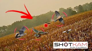 Dove Hunting Highlights  35 Kills  with a ShotKam [upl. by Zechariah]