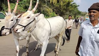 ಚುಂಚನಕಟ್ಟೆಯಲ್ಲಿ ಜಾನುವಾರು ಜಾತ್ರೆ Chunchanakatte Jathre [upl. by Ardnasella]