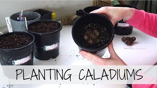 GROWING CALADIUMS 🌱 How To Prepare amp Plant Your Caladium Bulbs [upl. by Ahsatsan452]