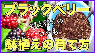 【ブラックベリー】鉢植えで簡単に育てる方法【赤玉土メインの培養土で育てよう】自宅で果樹栽培 [upl. by Ahsikcin]