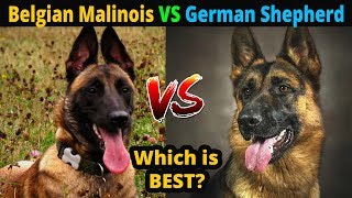 Belgian Malinois VS German Shepherd Which is Best  Dog vs Dog  TUC [upl. by Attiuqal]