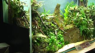 My tank  Bucephalandra and Corydoras [upl. by Harak362]