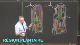 Anatomie de la région plantaire Membre inférieur 10 [upl. by Sancho206]