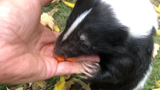 Top 5 Tips for Pet Skunk Owners [upl. by Carilla]