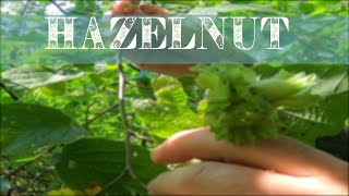 Hazelnut  Beating The Squirrels To The Hazelnuts [upl. by Dorisa]