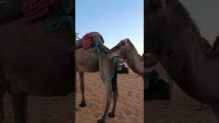 Merzouga desert Morocco  Raw Footage [upl. by Pfister865]