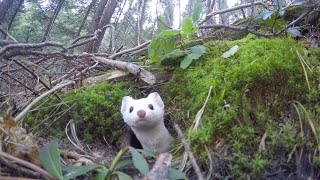 White Ermine [upl. by Elihu]