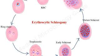 Plasmodium falciparum life cycle animation [upl. by Yla]