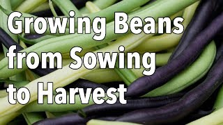 Growing Beans from Sowing to Harvest [upl. by Schmitz]