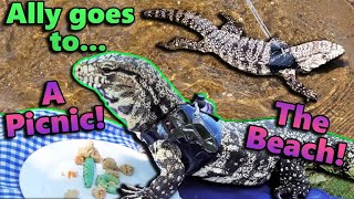 An Adventure with our Tegu Ally [upl. by Amlus]