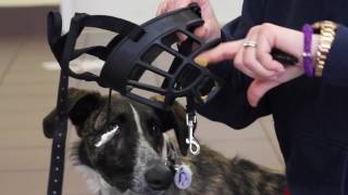 How to Acclimate Your Dog to a Muzzle [upl. by Engdahl478]