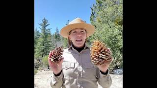 Jeffrey Pine VS Ponderosa Pine [upl. by Lenoyl]