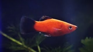 Platy Fish Care amp Tank Set up Guide [upl. by Sharma]