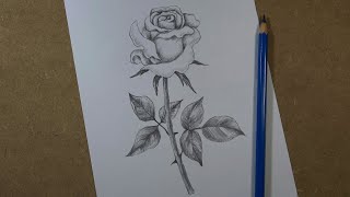 How to draw a realistic rose step by step  Pencil [upl. by Akehsyt]