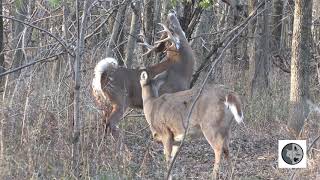 Accouplement du cerf de VirginieWhitetailed Deer mating [upl. by Onit909]