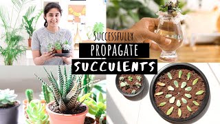 How to Successfully Propagate Succulents  Garden Up [upl. by Anaidirib]