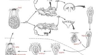 Marchantia Life Cycle [upl. by Bendicty]