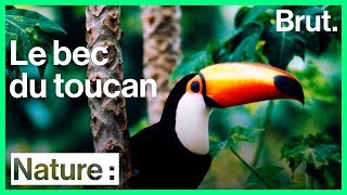 Pourquoi les toucans ont un gros bec [upl. by Tegirb]