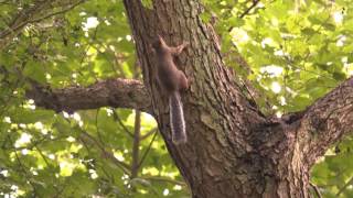 Stoat chasing squirrel [upl. by Maroney284]