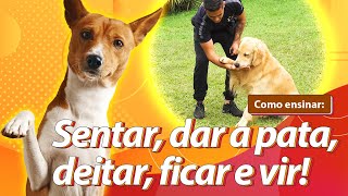 Como ensinar seu cachorro os 5 COMANDOS MAIS IMPORTANTES no adestramento [upl. by Xella]