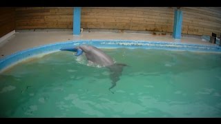 Undercover in Dolphinarium [upl. by Ailhad]