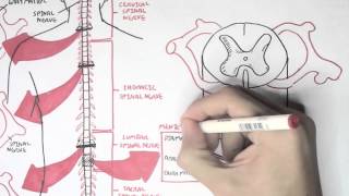 Neurology  Spinal Cord Introduction [upl. by Fahey639]