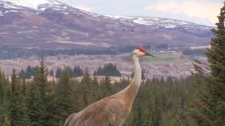 Sandhill Crane Vocalizations [upl. by Edette223]