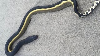 Venomous sea snake washes ashore [upl. by Philemon161]