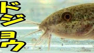 【魚とり】天然ドジョウをペットボトルの罠にはめて飼う！ [upl. by Hapte377]