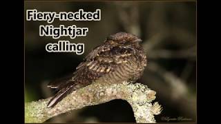 Fierynecked Nightjar calling [upl. by Zaneta]