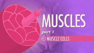 Muscles Part 2  Organismal Level Crash Course Anatomy amp Physiology 22 [upl. by Minni131]