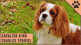 Cavalier King Charles Spaniel  Dog Breed Information [upl. by Vin]