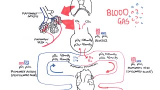 Blood Gases O2 CO2 and ABG [upl. by Eanert]