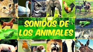 LOS SONIDOS DE LOS ANIMALES  Conoce El Mundo ANIMAL [upl. by Kurtzman437]