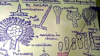 Aspergillus in Hindi Part 1 [upl. by Allenrad]