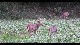 The Best Thing to Plant in Deer Food Plots [upl. by Aisenet]