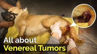 All about TVT  Canine Transmissible Venereal Tumor  TVT in dogs [upl. by Aicnelav]