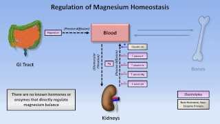 Magnesium Disorders [upl. by Yevol]