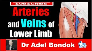 Arteries and Veins of the Lower Limb Dr Adel Bondok [upl. by Adolf366]