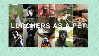 Lurchers as Pets [upl. by Roi]