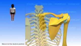 Movements of the Scapula [upl. by Anuahsar236]