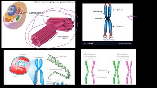 Grade 12 Life Sciences Meiosis Part 1 [upl. by Shutz]