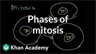 Phases of Mitosis [upl. by Guerin]