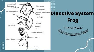 Digestive System Of Frog Class 11 [upl. by Marks]