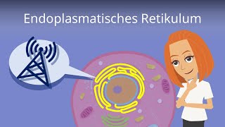 Endoplasmatisches Retikulum  Aufbau und Funktion [upl. by Franci]