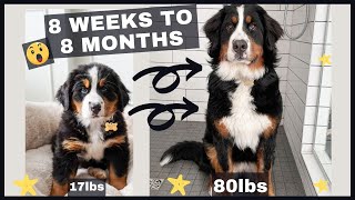 8 Weeks to 8 Months  Watch Our Bernese Mountain Dog Grow Astronomically  This Is One Giant Puppy [upl. by Oderfodog]