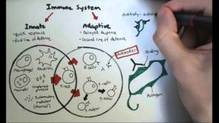 Immunology Overview [upl. by Docile]