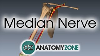 Median Nerve  3D Anatomy Tutorial [upl. by Rol]