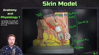 Skin Model Anatomy Overview  Anatomy and Physiology 1 [upl. by Leake818]