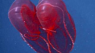 Bloodybelly Comb Jelly [upl. by Eoz]